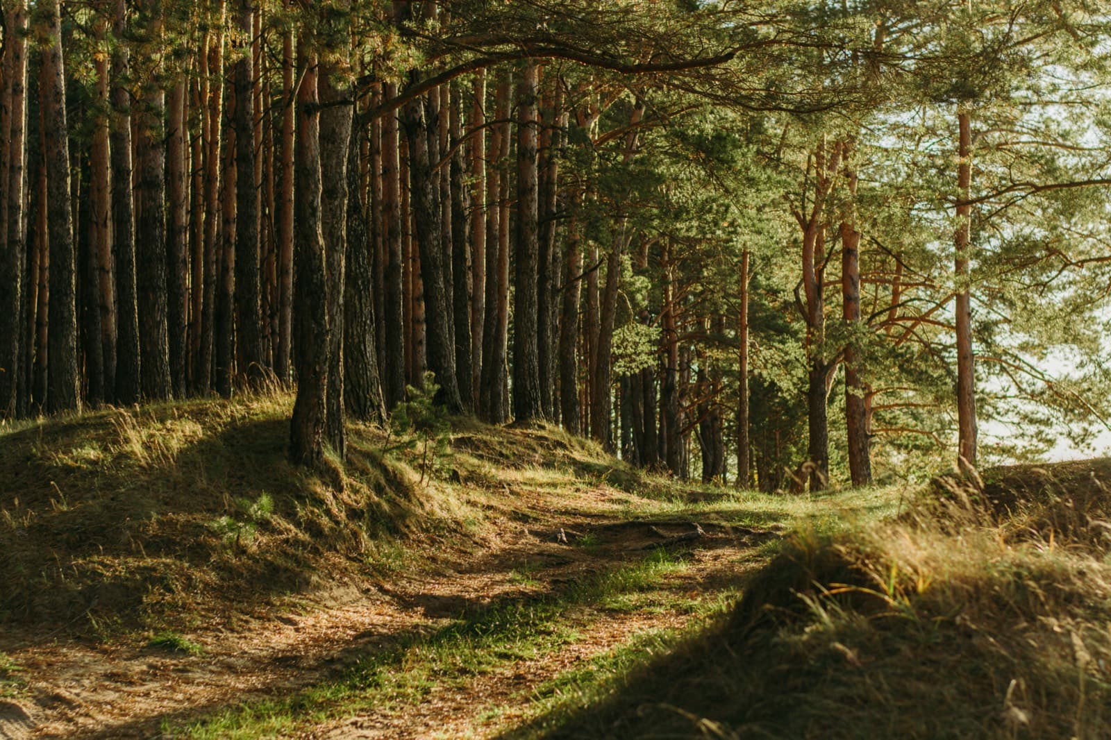 Soft daylight filtering through a quiet woodland